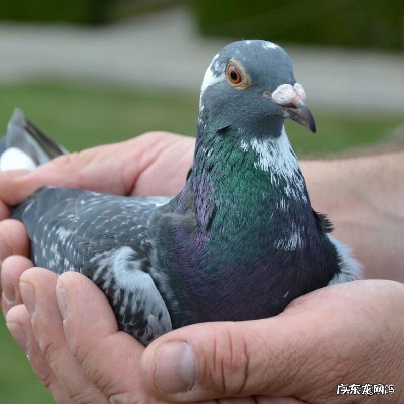 捡回来的鸽子死了什么征兆 家里鸽子死了