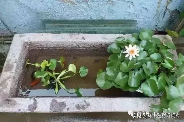 青石在风水上有什么作用 青石在风水上的作用