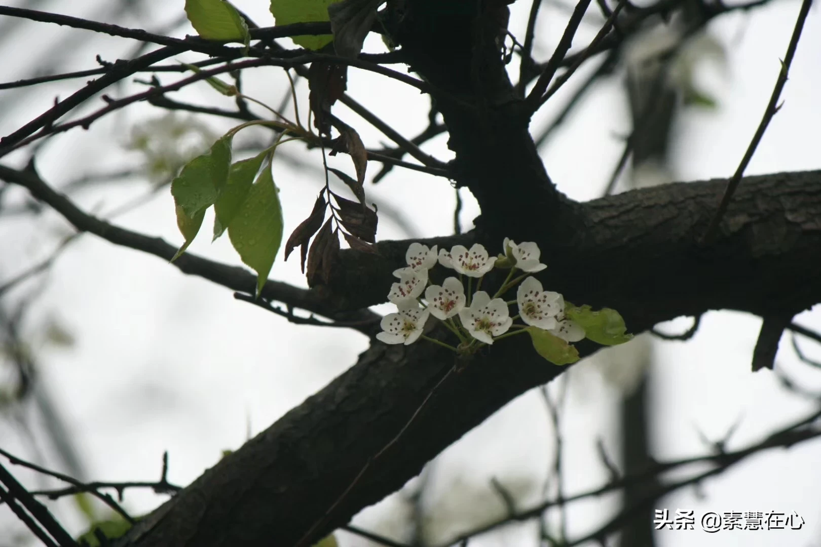 夜里想念一个人的诗?