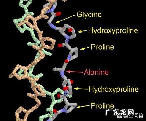 多吃富含胶原蛋白的食物真的可以美容吗?