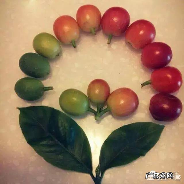 有关咖啡的知识?