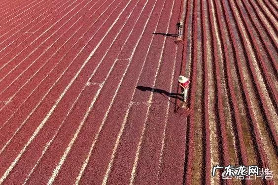 有关咖啡的知识？