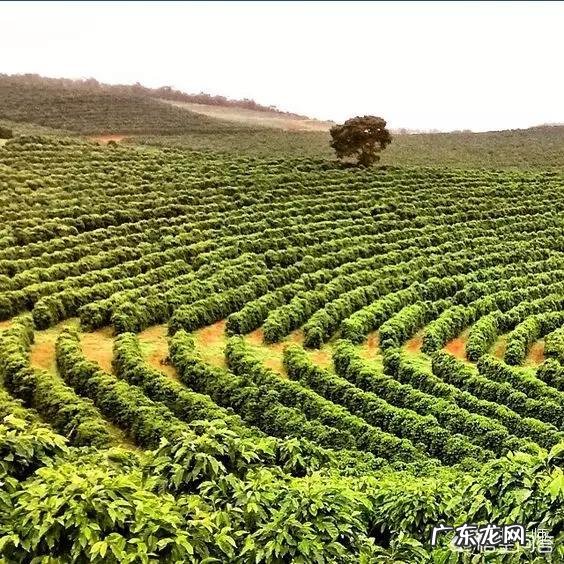 有关咖啡的知识？