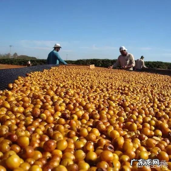 有关咖啡的知识？