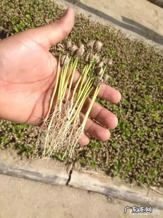 有关咖啡的知识？