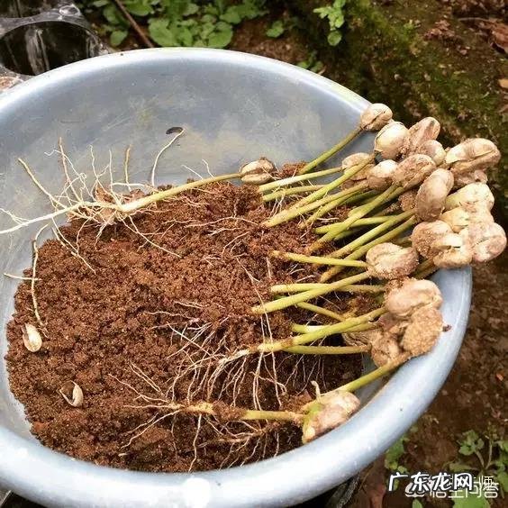 有关咖啡的知识？