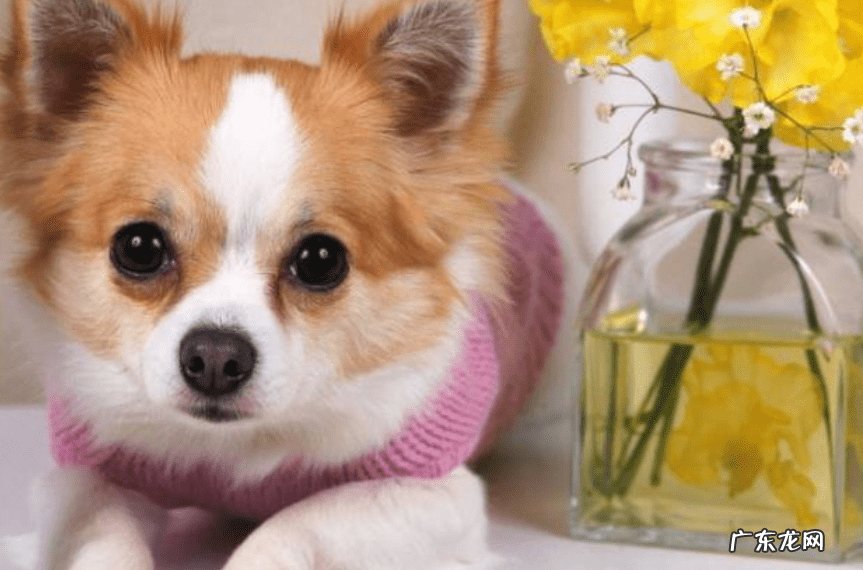 四个半月宝宝拉稀怎么办 4个月宝宝拉稀便