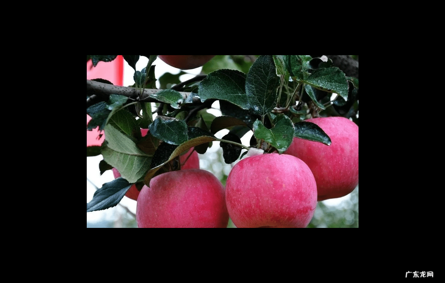 糖尿病一般吃什么水果 糖尿病人吃什么水果比较好