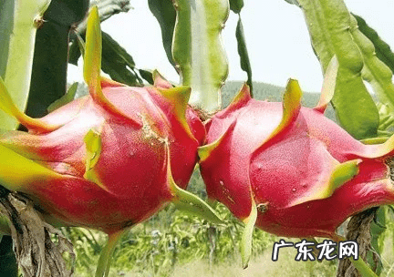 糖尿病一般吃什么水果 糖尿病人吃什么水果比较好