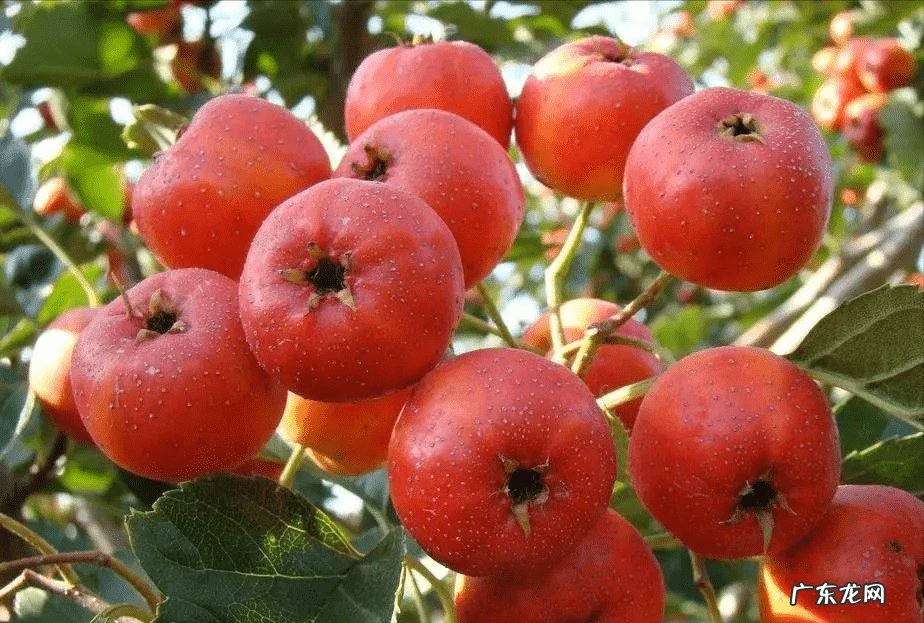 糖尿病一般吃什么水果 糖尿病人吃什么水果比较好