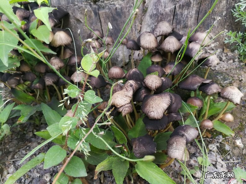 狮子抱球风水宝地