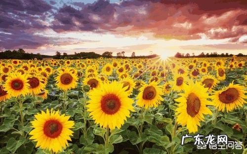 向日葵的花语是什么?_2