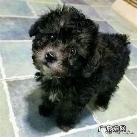 泰迪犬有多少种毛色?你觉得黑色的好看吗,为什么?