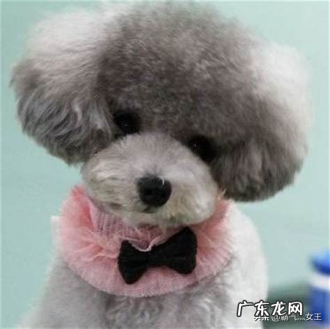 泰迪犬有多少种毛色?你觉得黑色的好看吗,为什么?