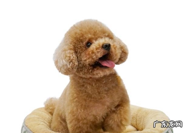 泰迪犬有多少种毛色?你觉得黑色的好看吗,为什么?