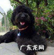 泰迪犬有多少种毛色?你觉得黑色的好看吗,为什么?