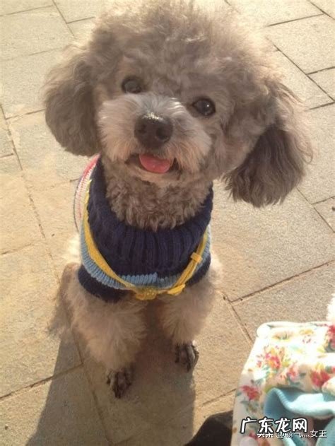 泰迪犬有多少种毛色?你觉得黑色的好看吗,为什么?