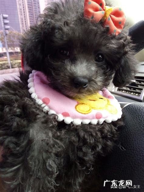 泰迪犬有多少种毛色?你觉得黑色的好看吗,为什么?