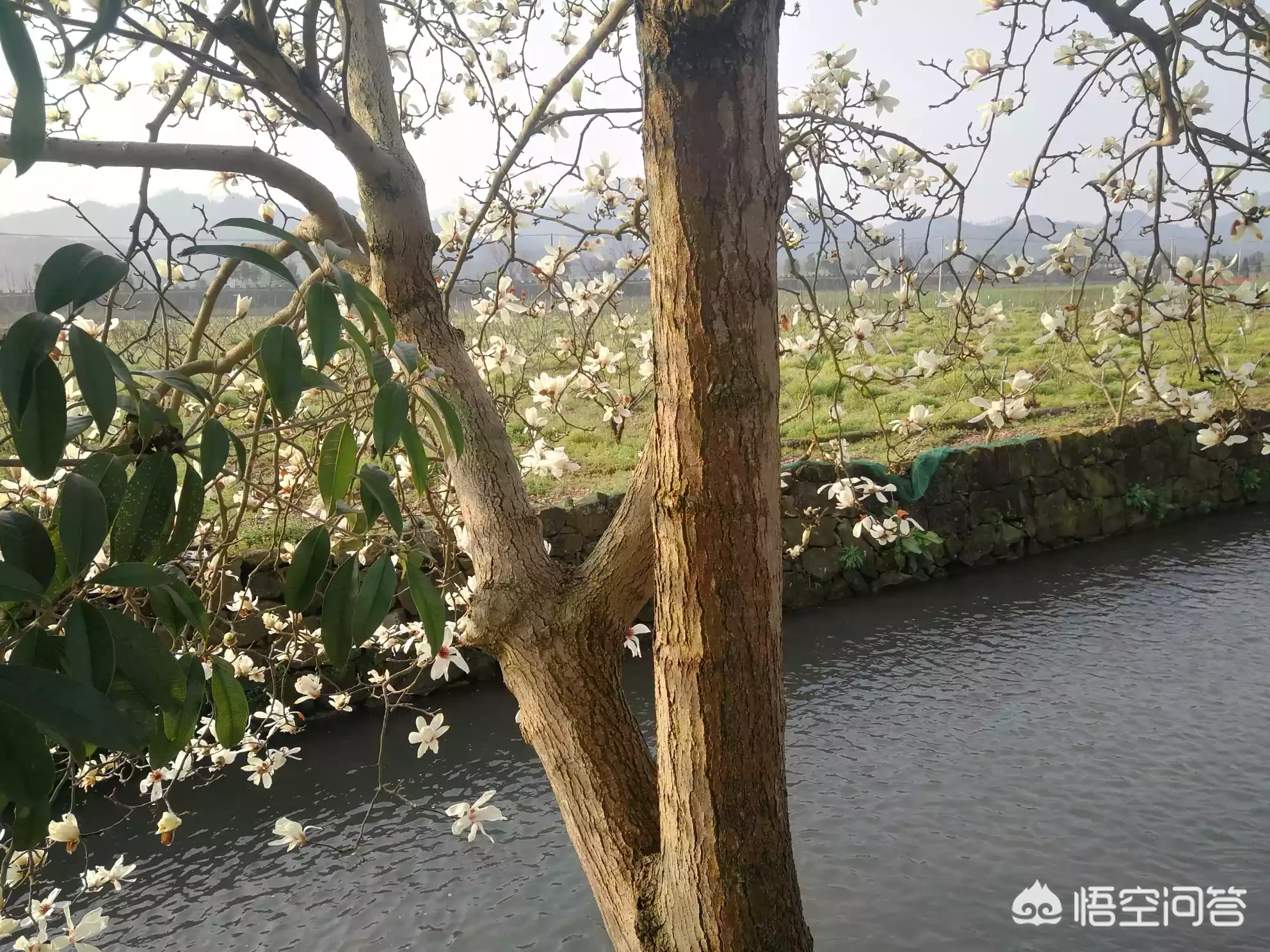 春天人为什么那么有激情，那么有冲动？