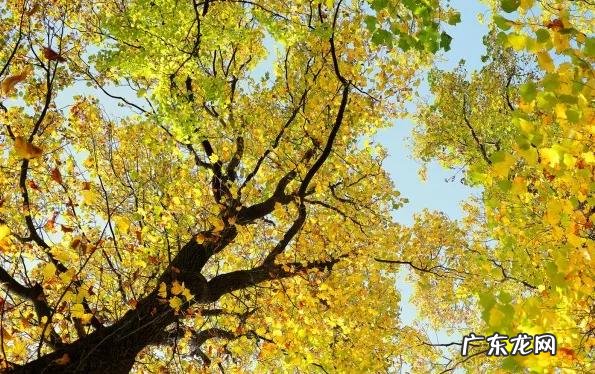 秋天到了吃点什么比较养生呢 秋季养生吃什么最好