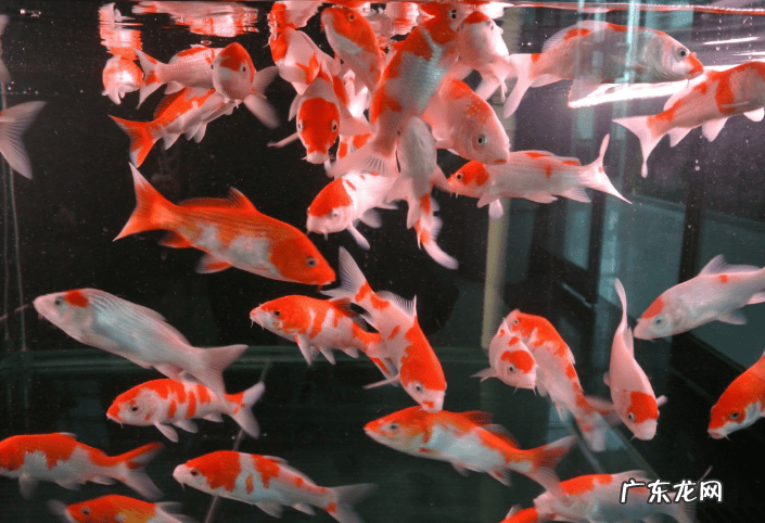 风水鱼图片 风水金鱼图片