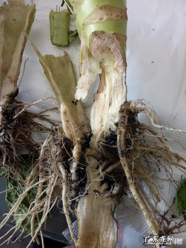 求助!花椰菜出太阳全部焉萎了是什么问题?