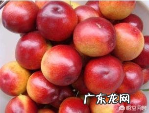 孕期油桃能不能吃？