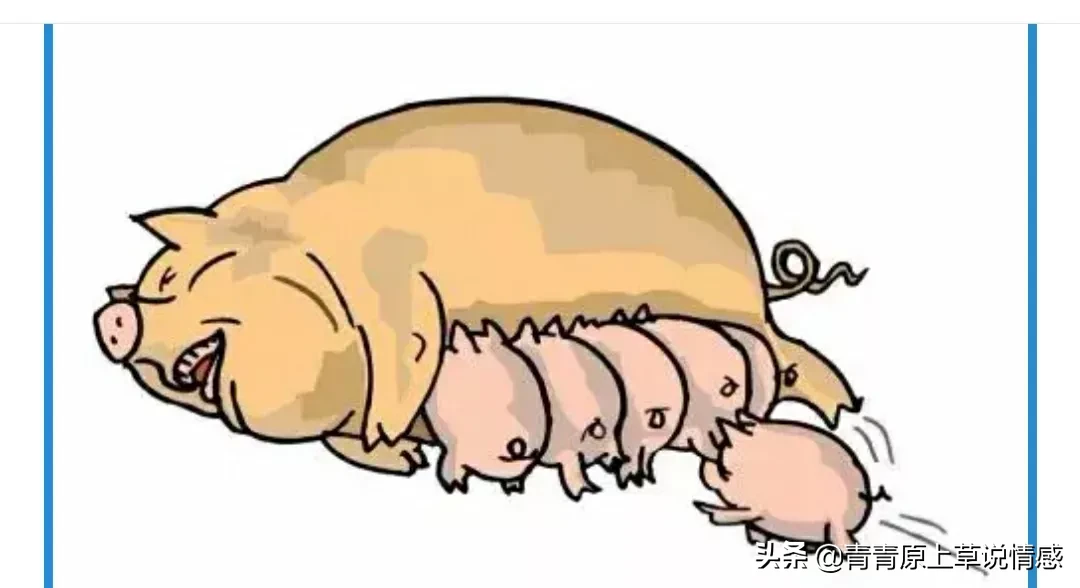 猪的生命意义是什么?猪被杀时,是否埋怨它的父母,把它生出来?