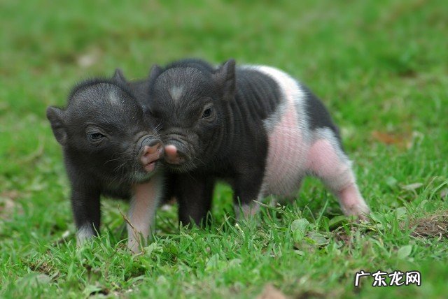 猪的生命意义是什么？猪被杀时，是否埋怨它的父母，把它生出来？