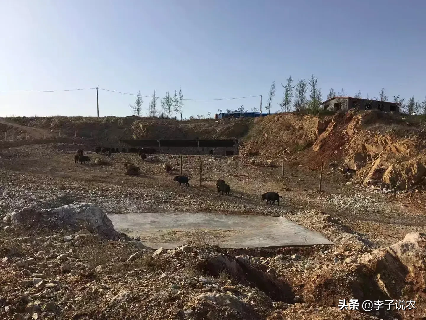 猪的生命意义是什么?猪被杀时,是否埋怨它的父母,把它生出来?