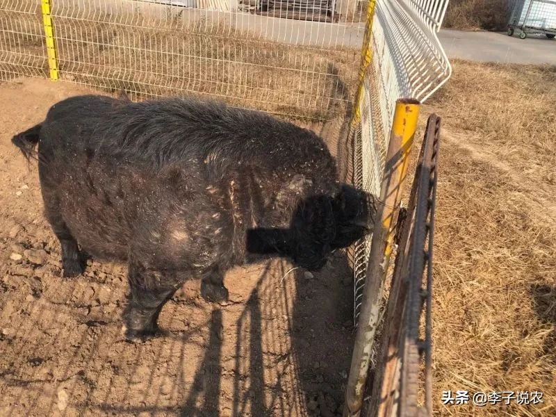 猪的生命意义是什么?猪被杀时,是否埋怨它的父母,把它生出来?