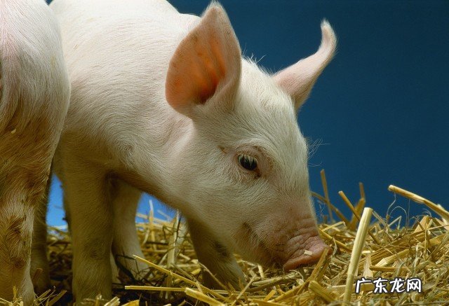 猪的生命意义是什么？猪被杀时，是否埋怨它的父母，把它生出来？