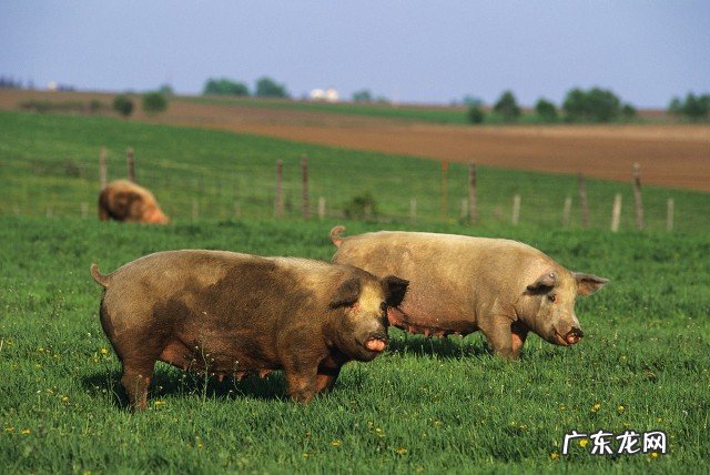 猪的生命意义是什么？猪被杀时，是否埋怨它的父母，把它生出来？