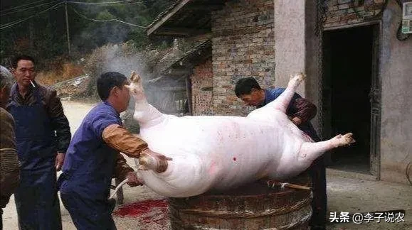 猪的生命意义是什么?猪被杀时,是否埋怨它的父母,把它生出来?