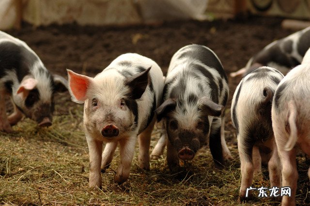 猪的生命意义是什么？猪被杀时，是否埋怨它的父母，把它生出来？