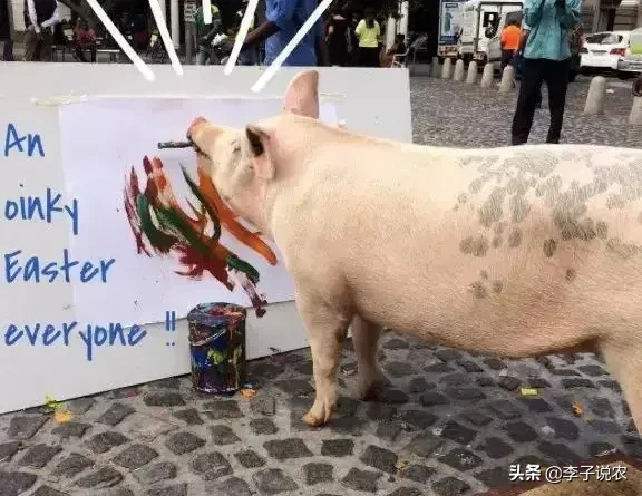 猪的生命意义是什么?猪被杀时,是否埋怨它的父母,把它生出来?