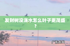 发财树没浇水怎么叶子更茂盛？