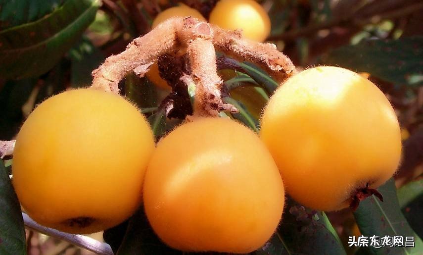 枇杷的营养价值及功效？