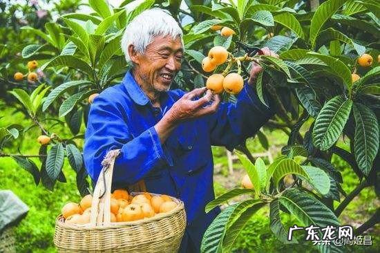 枇杷的营养价值及功效？