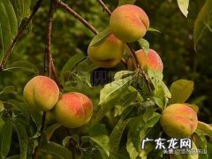 果园里的桃树叶片呈现红色，这是什么原因导致的？