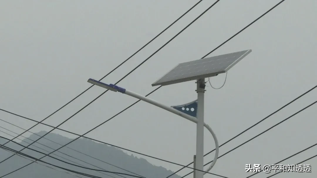 金竹和桂竹差别有什么差别 什么是桂竹