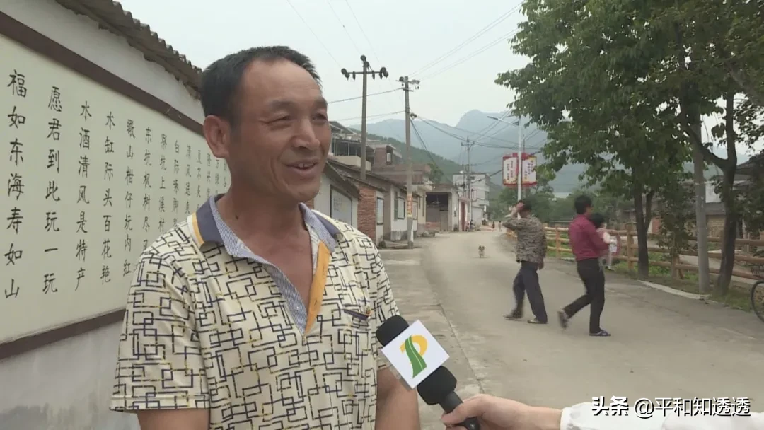 金竹和桂竹差别有什么差别 什么是桂竹