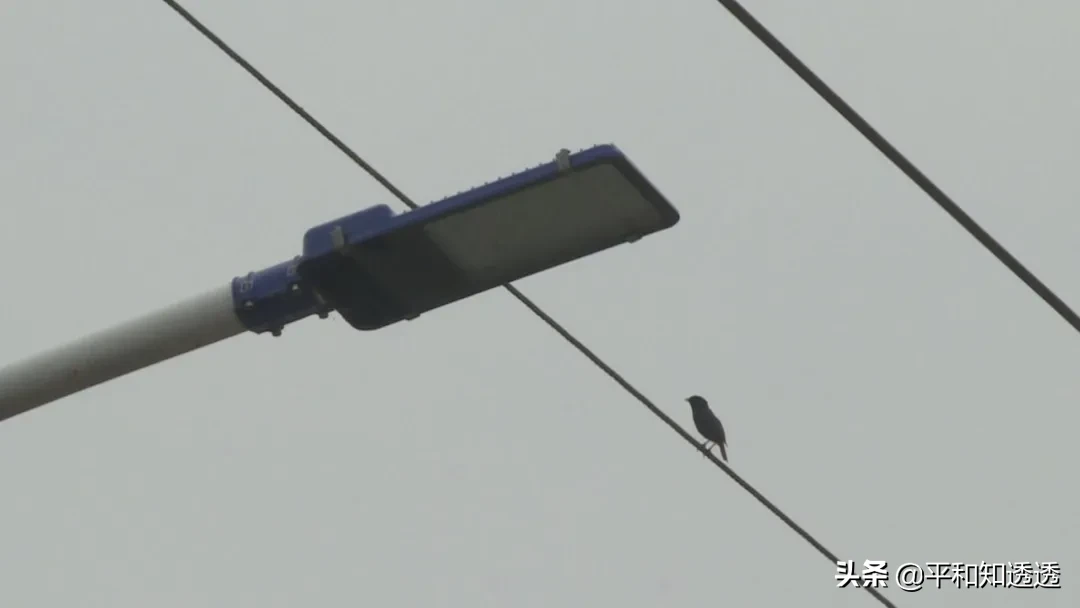 金竹和桂竹差别有什么差别 什么是桂竹