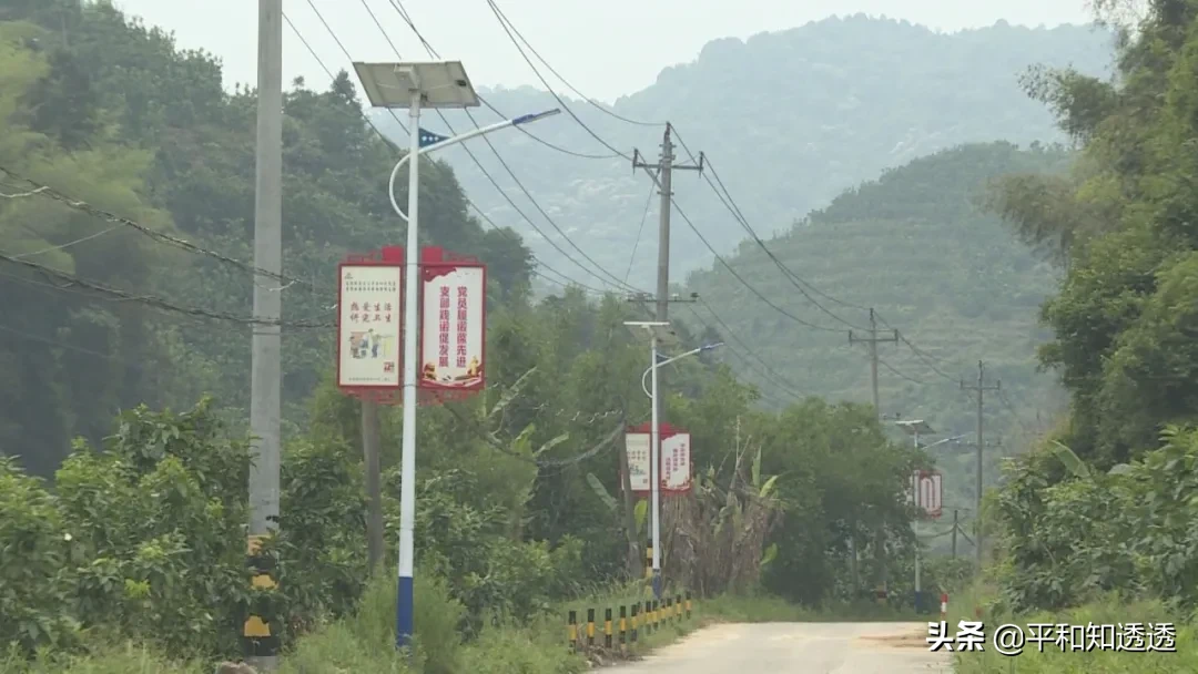 金竹和桂竹差别有什么差别 什么是桂竹