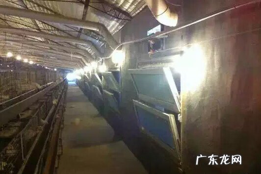 院子里养鸡影响风水吗 养鸡进风水帘