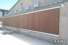 院子里养鸡影响风水吗 养鸡进风水帘