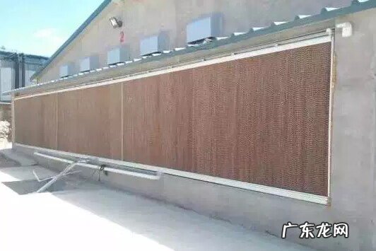 院子里养鸡影响风水吗 养鸡进风水帘