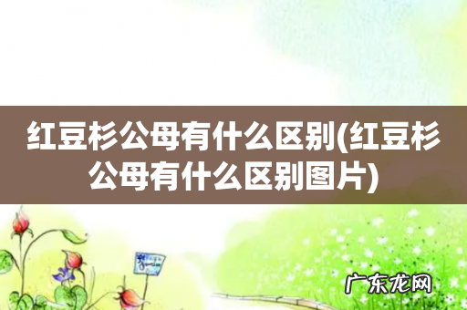红豆杉公母有什么区别图片 红豆杉公母有什么区别