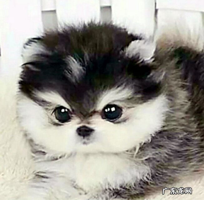 狗狗都有哪些品种?