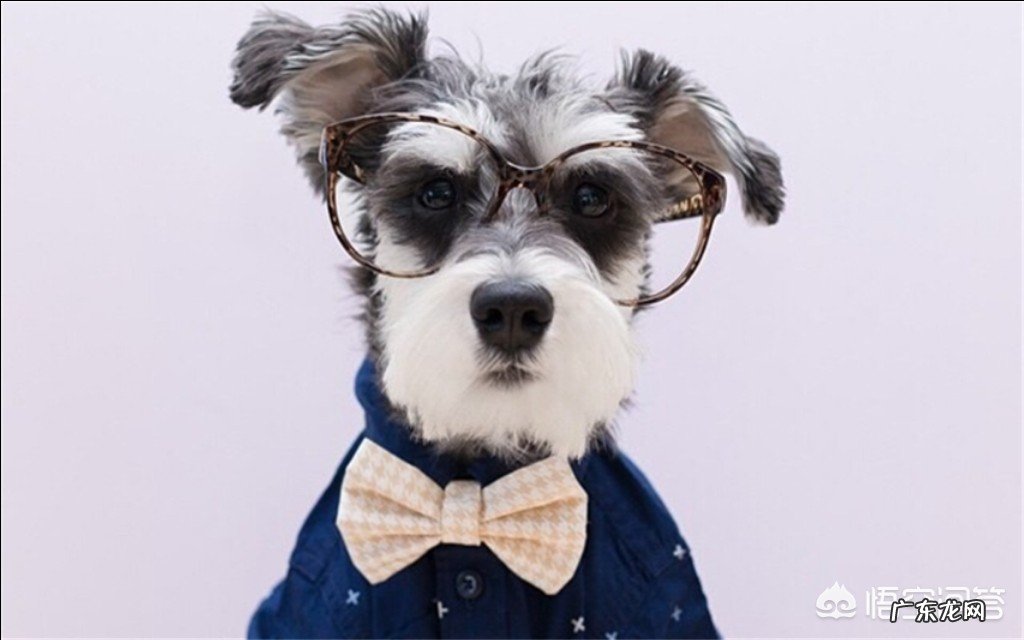 狗狗都有哪些品种?